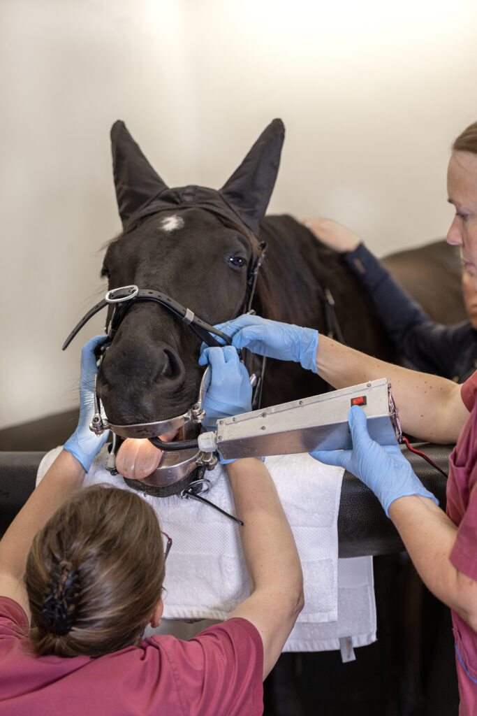 Lundens Vet Horse A4 J1A0001