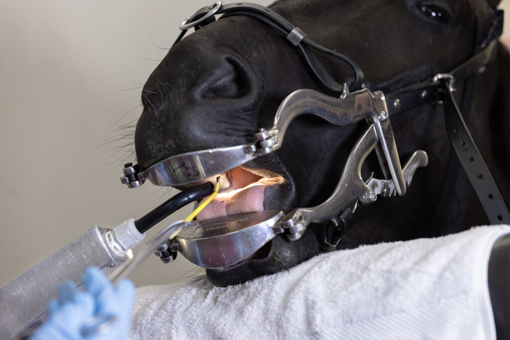 Lundens Vet Horse A4 J1A0061